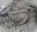 Rare enrolled Acernaspis Trilobite - Quebec #26438-4